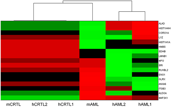 Heatmap summarising normalised transcriptome changes in expression of the 17 member signature genes in the mouse AML materials (mAML) examined in the current analysis and in human AMLs from publically available datasets (hAML1 &#x2013; karyotypically normal AMLs, hAML2 &#x2013; monosomy 7 AMLs) plus respective controls (mCTRL, hCTRL1, hCTRL2).