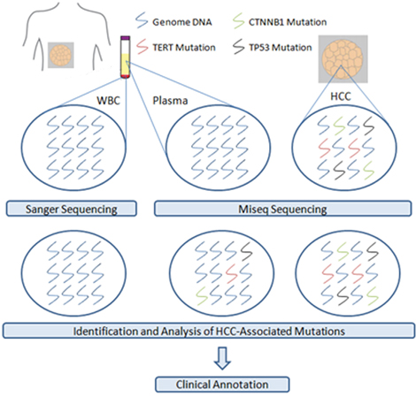 Identification and analysis of HCC-associated mutations from plasma and tumor samples by Miseq sequencing.