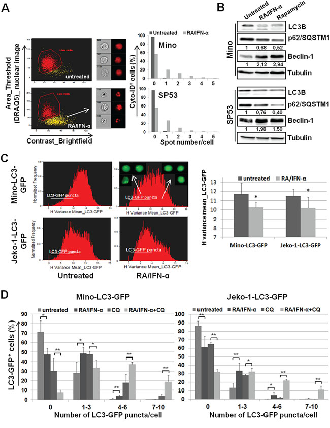 Protective autophagy reduces MCL responsiveness to RA/IFN-&#x03B1;-induced apoptosis.