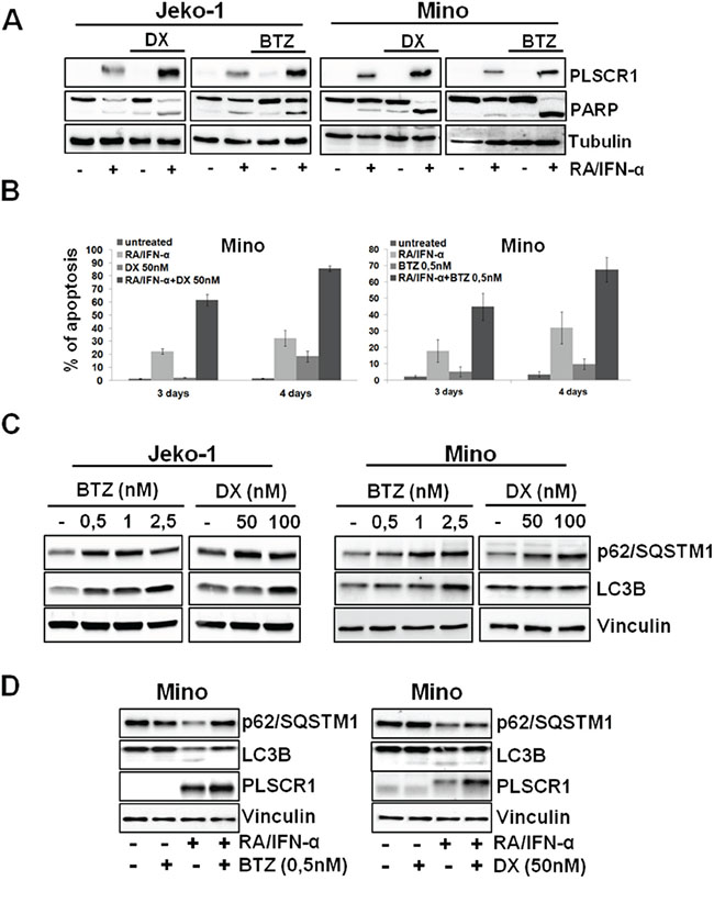 BTZ and DX enhances RA/IFN-&#x03B1;-induced apoptosis through PLSCR1 up-regulation and counteracting treatment-dependent autophagy.