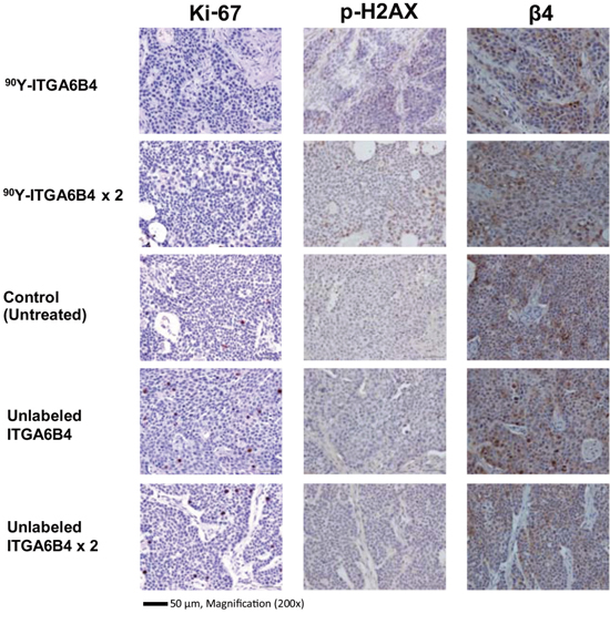 Ki-67, p-H2AX immunostaining of tumor sections 2 days after radioimmunotherapy.