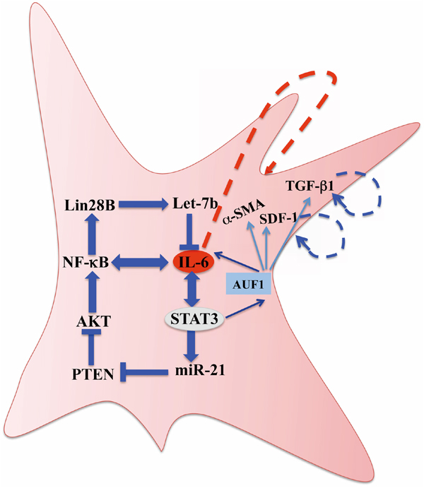 Schematic representation of the IL-6/STAT3/NF-&#x03BA;B feedback loop, and implication of AUF1 in the activation of breast stromal fibroblasts.