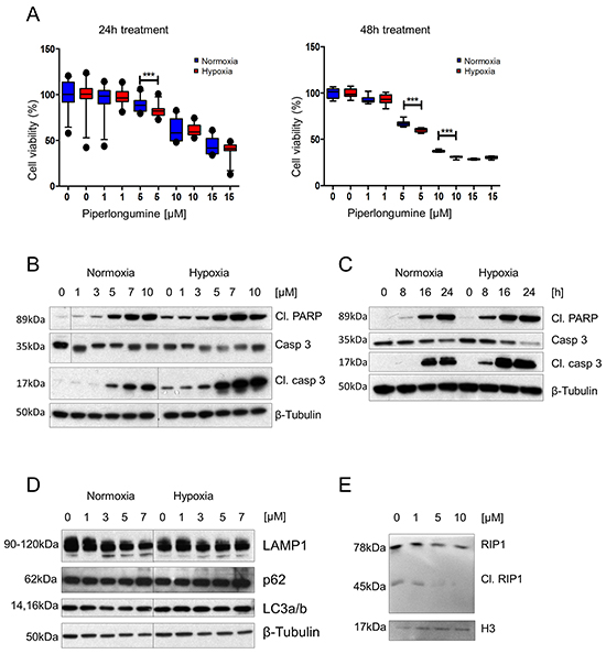 PL exhibits a cytotoxic effect on PHEO cell models via apoptotic and necroptotic pathways, and this effect is enhanced by hypoxia.