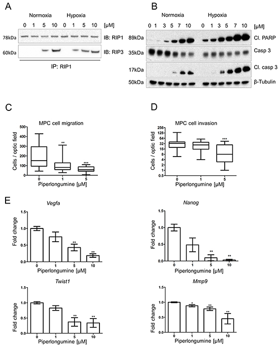 Piperlongumine activates apoptosis and necroptosis, and inhibits cell migration and invasion.