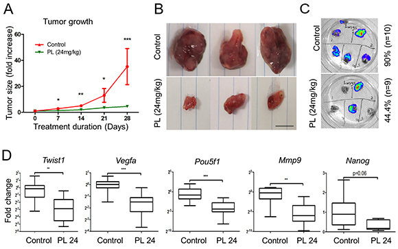 Piperlongumine inhibits tumor growth and metastases formation and decreases expression levels of EMT and angiogenesis markers in vivo.