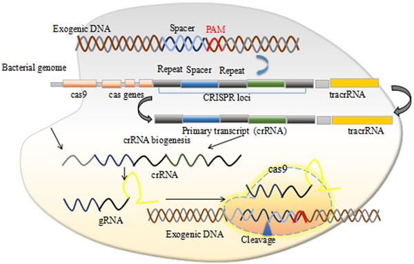 The CRISPR/Cas9 mechanism.