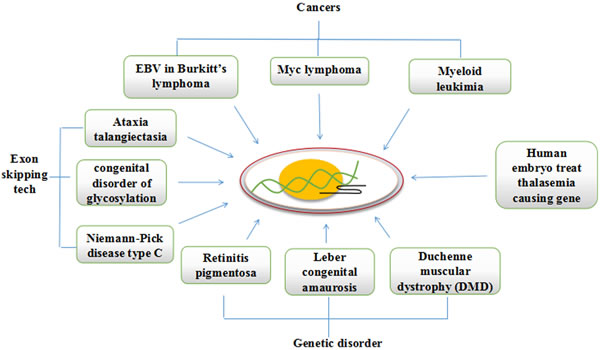 CRISPR/Cas9 can be redesigned to cure mutations causing cancers and genetic diseases.