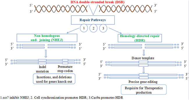 The two DNA repair pathways.