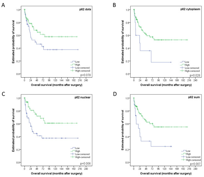 Kaplan-Meier survival curves for p62 staining patterns in esophageal adenocarcinomas.