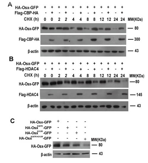 Acetylation increases the stability of Osx.