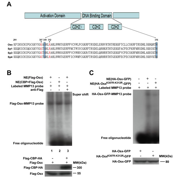 Acetylation increases the DNA binding activity of Osx.