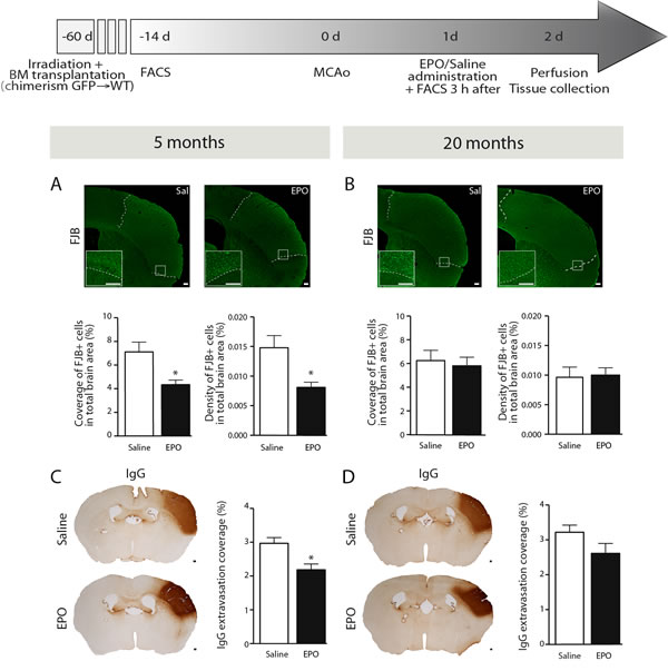 rhEPO administration limits neuronal loss and BBB breakdown in ischemic injury.