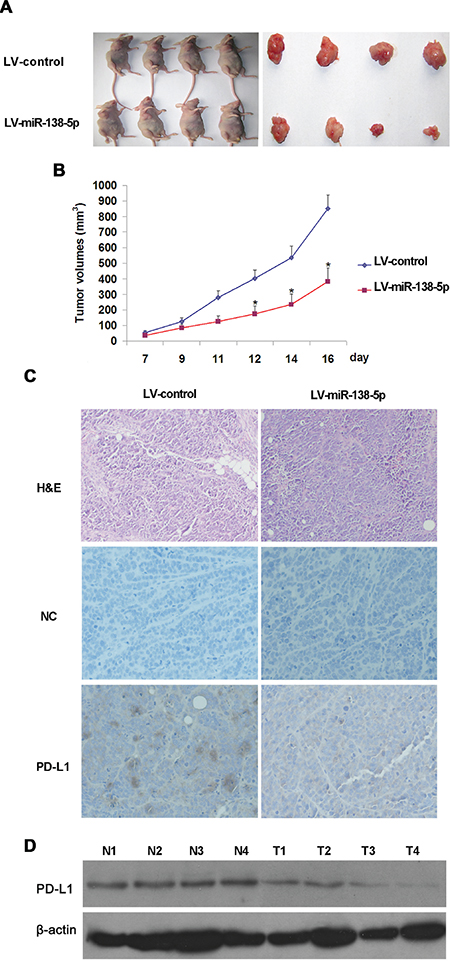 miR-138-5p suppressed SW620 cell tumor growth in vivo.