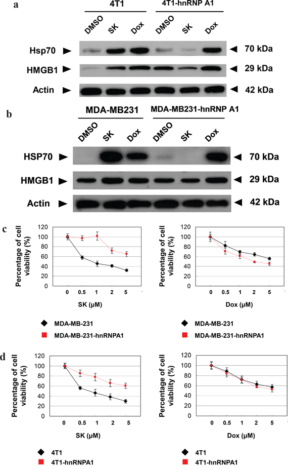 hnRNPA1 is a critical mediator of the SK-induced ICD activity in mammary tumor cells.