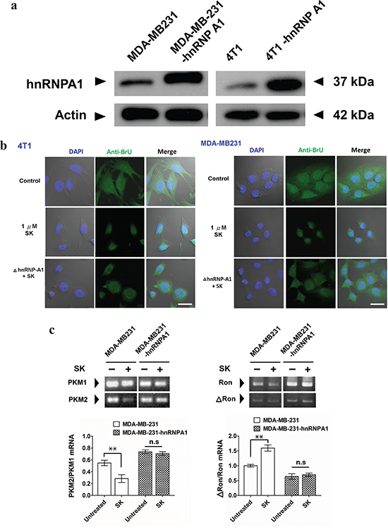 SK treatment disrupts the hnRNPA1-mediated nuclear export activity of newly synthesized RNA.