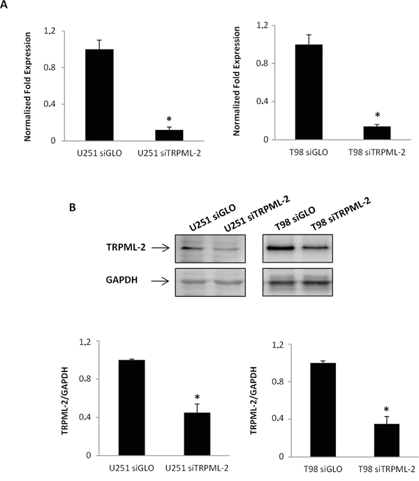 TRPML-2 silencing reduces the TRPML-2 mRNA and protein expression in glioma cell lines.