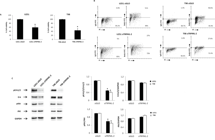 Silencing of TRPML-2 inhibits the viability and proliferation in glioma cell lines.