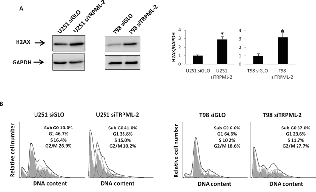 TRPML-2 silencing induces DNA damage and a subG0 cell phase increase in glioma cell lines.