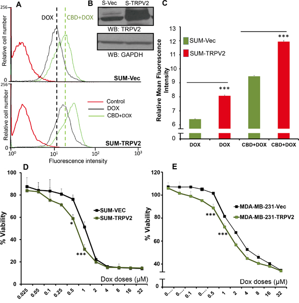 TRPV2 Overexpression enhances uptake of doxorubicin in SUM159 cells.