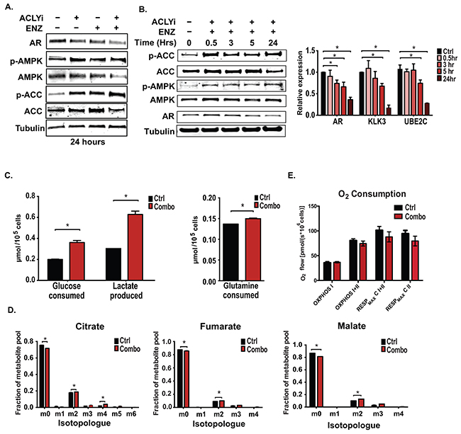 ACLY and AR inhibition promotes AMPK activation without suppressing glucose uptake or oxidation.