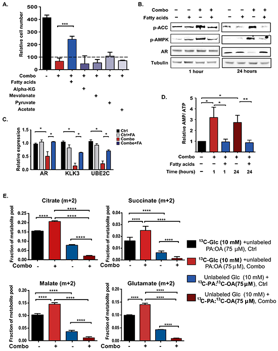 Fatty acid supplementation restores energetic homeostasis in ACLY/ AR inhibitor-treated cells, without directly supporting ATP production through &#x03B2;-oxidation.