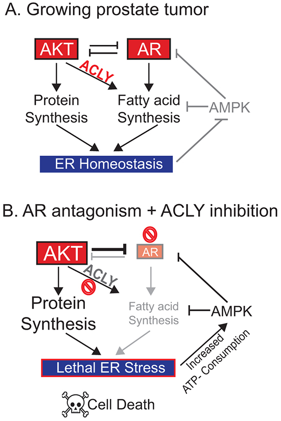 Model: An ACLY-AMPK-AR network sustains ER homeostasis, AR levels, and cell survival in prostate cancer.