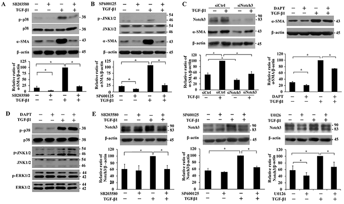 Analyses of the effect of p38, JNK1/2 and Notch3 inhibitions on TGF-&#x03B2;1-induced &#x03B1;-SMA expression and the regulation between MAPKs and Notch3 signaling in IMR-90 fibroblasts.