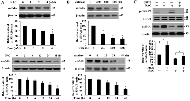 Basal &#x03B1;-SMA expression is suppressed in the presence of antioxidant or by ERK signaling.