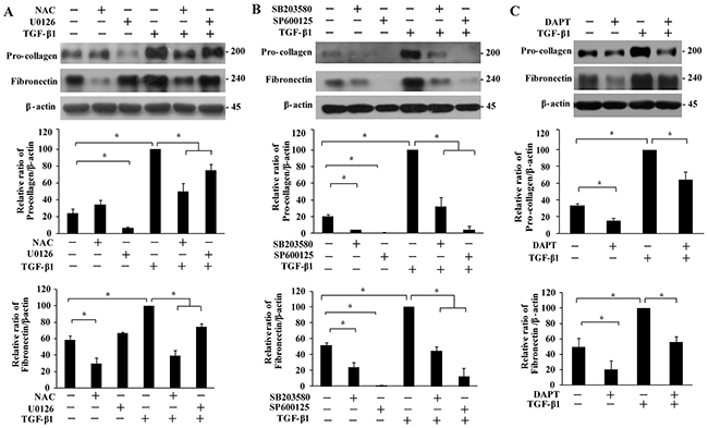 Effect of MAPKs and Notch3 on TGF-&#x03B2;1-induced secretion of extracellular matrix proteins.