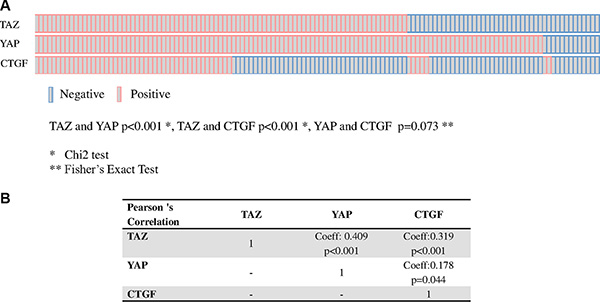 Relationship between TAZ, YAP and CTGF.