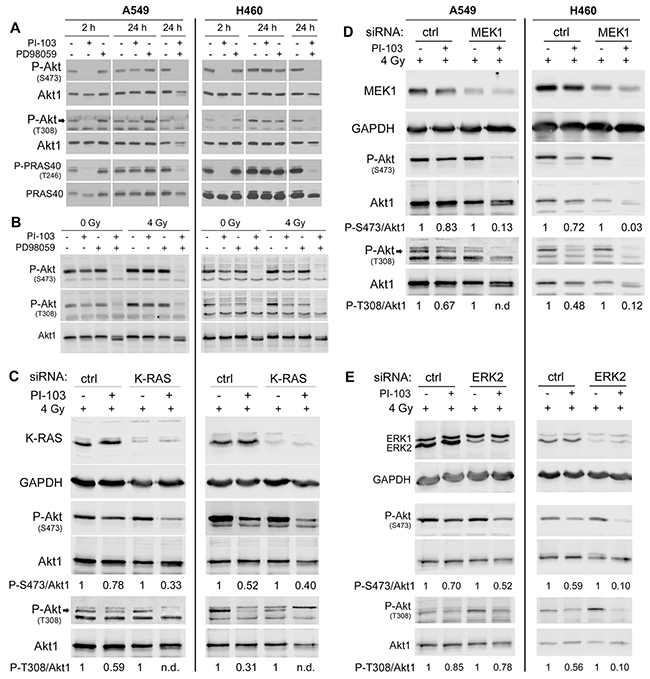 PI3K-independent reactivation of Akt is blocked by targeting of the components of K-RAS/MEK/ERK pathway in irradiated K-RASmut cells.