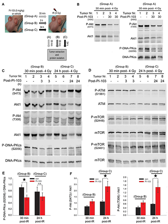 Long-term treatment with PI-103 leads to the reactivation of Akt and the lack of effect on radiation-induced DNA-PKcs phosphorylation in vivo.