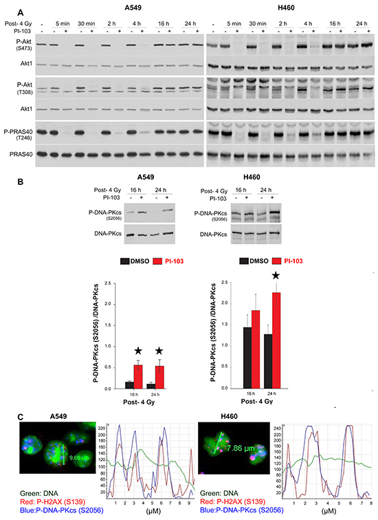Short-term inhibition of Akt leads to the retention of phosphorylated DNA-PKcs to the DSBs site. A. Cells were treated with DMSO and PI-103 for 2 h at different times and irradiated with 4 Gy.