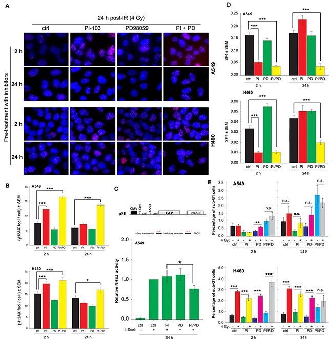 Long-term inhibition by the combination of PI-103 and PD98059 treatment inhibits DSBs repair through NHEJ and induced radiosensitization of K-RASmut NSCLC cells.