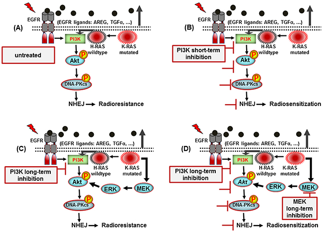 A model illustrating the signaling pathways involved in post-irradiation cells survival of K-RAS mutated NSCLC cells.
