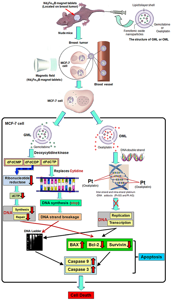 Proposed model of targeting therapy and signaling pathway involved in CGOML-induced apoptosis of MCF-7 cells: Nude mice bearing breast cancer (MCF-7) received intravenous injections of GML (35 &#x03BC;g of Gemcitabine/g) at day 1, 5 and then these mice also received intravenous injections of OML (5 &#x03BC;g of oxaliplatin/g) at day 3, 7; magnetic field (5000 GS) was applied to the tumor surface for 30 min after every injection.