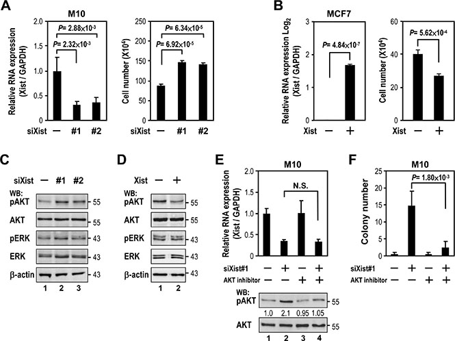 Xist downregulation increases cell viability via AKT activation.