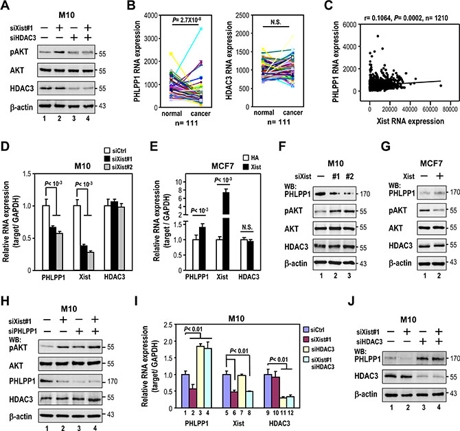 Xist knockdown-elicited AKT phosphorylation is via transrepression of PHLPP1 expression by HDAC3.