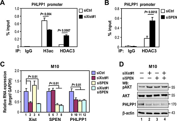 Depletion of Xist or SPEN increases HDAC3 recruitment to the PHLPP1 promoter and decreases PHLPP1 expression.