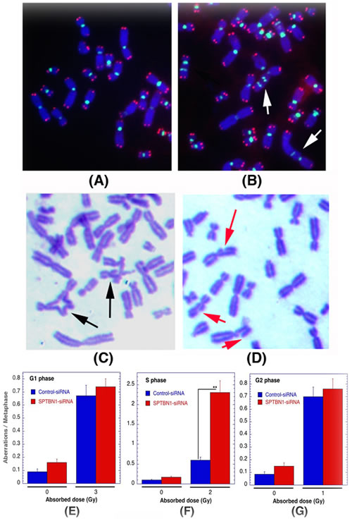 Cells deficient for &#x3b2;2SP show defective S-phase specific chromosome repair.