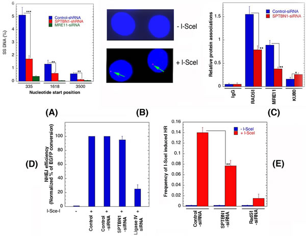 &#x3b2;2SP depletion affects DNA resection and DSB repair by homologous recombination.