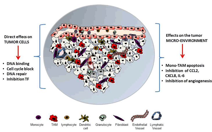 The anti-tumor agent trabectedin has direct effects on tumor cells, blocking cell cycle and proliferation.