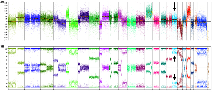 Copy number and heterozygosity of