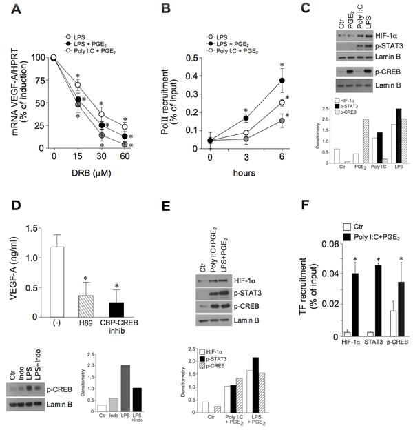 The pro-inflammatory VEGF-A transcription correlates with the activation of HIF-1&#x3b1;, STAT3 and CREB.