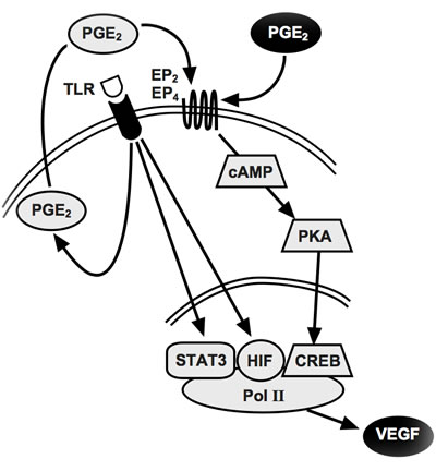 Proposed model for inflammatory VEGF-A production.