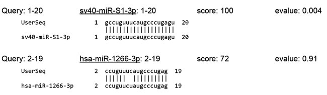 Alignment of sv40-miR-S1-3p to human miR-1266-3p.