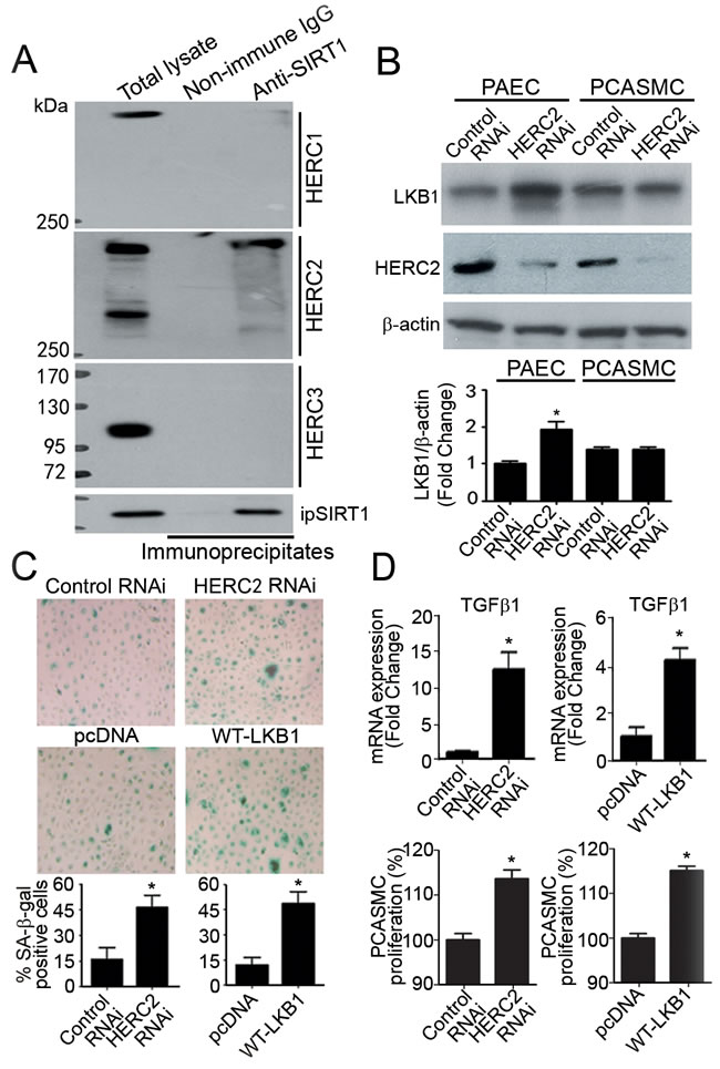 Knocking down HERC2 or overexpressing LKB1 in endothelial cells promotes the proliferation of vascular smooth muscle cells.