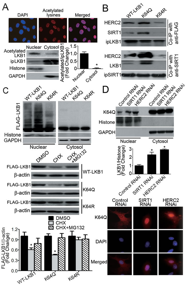 Acetylation of LKB1 at lysine 64 facilitates its interactions with SIRT1/HERC2 and protein degradation in the nuclear compartment of endothelial cells.