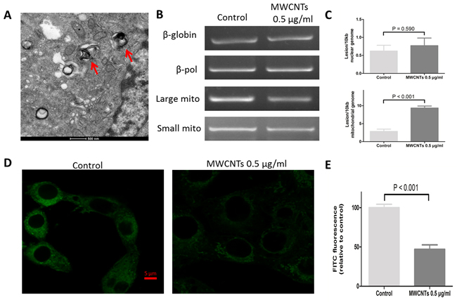 The effect of MWCNTs on the mitochondrial organelle in GC-2spd cells.