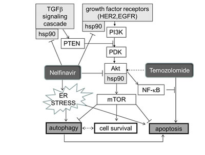 Schema indicating how HSP90, and hence its inhibition by nelfinavir (NFV) sit at several crossroads previously documented as crucial for glioblastoma growth.